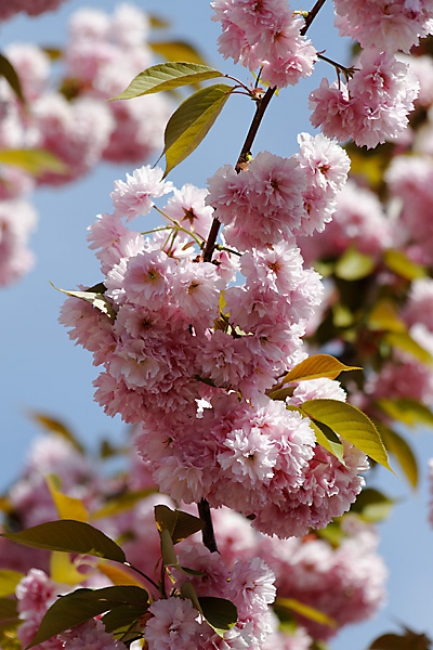 Jardin des Impressionnistes-008